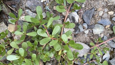 Purslane steppables ground cover plants