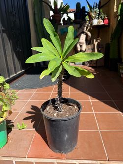 Red Crown of Thorns Plant (Euphorbia milii)