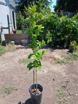 Meyer Lemon 4Ft tall