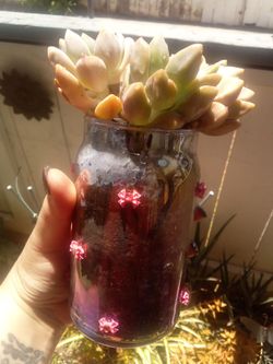 Plants plants succulents snake plants Medusa mint buy me arrangements need new home
