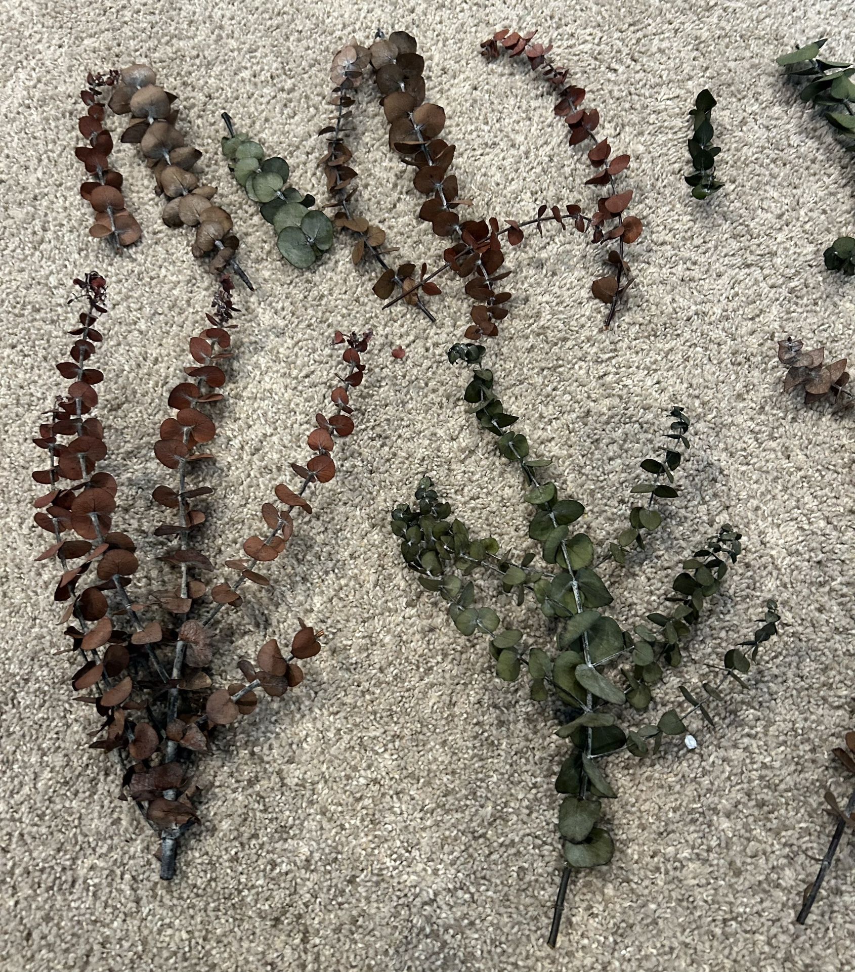 Eucalyptus