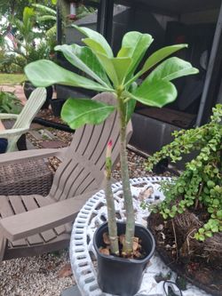 Beautiful small dessert plant