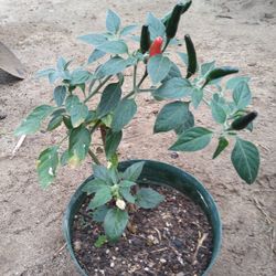 Plantar De Chile