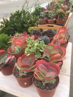 Succulents 6”