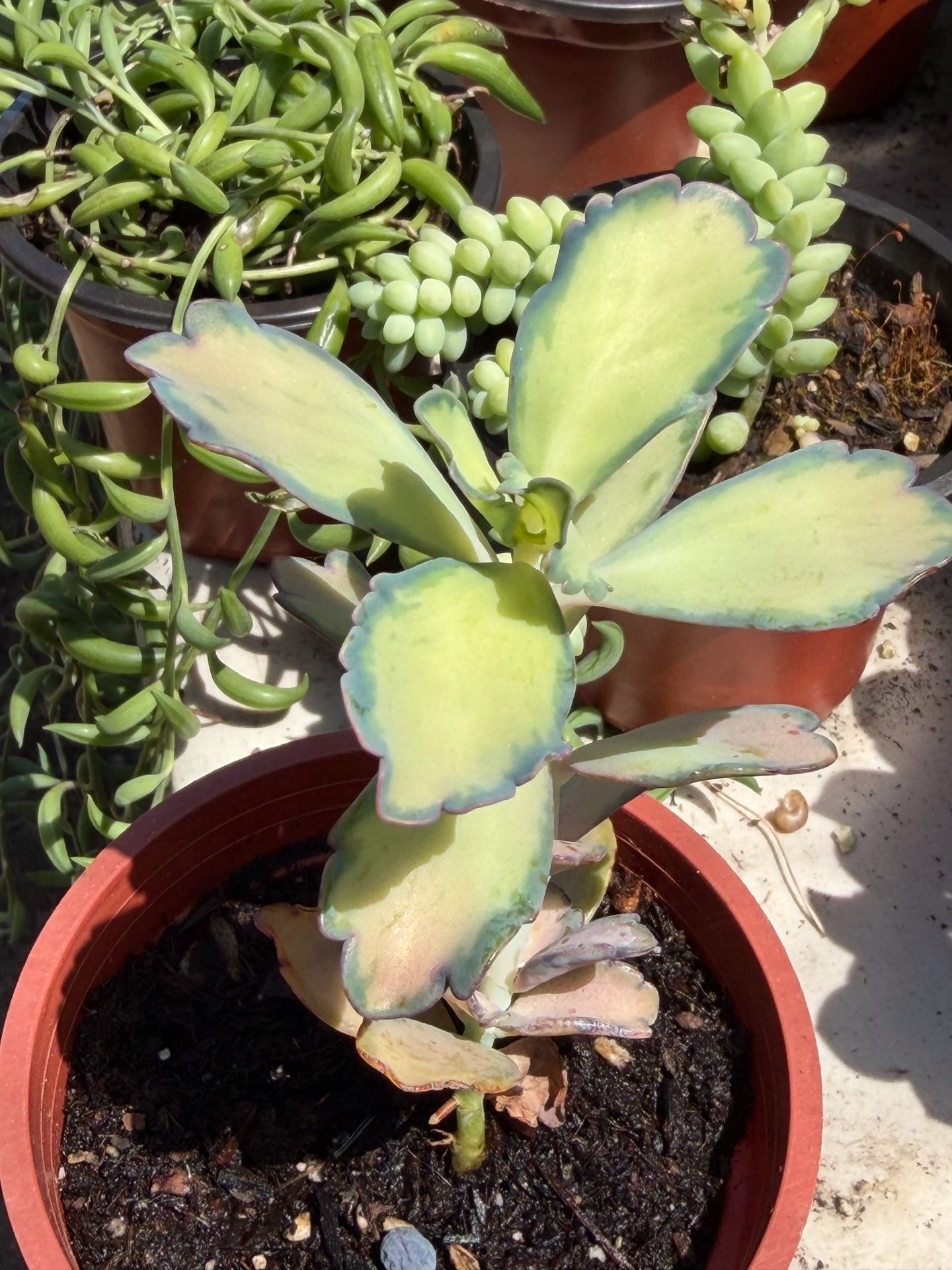 Succulents plant 4” inch pot $4 & $5