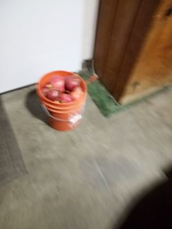 Pomegranate Bucket