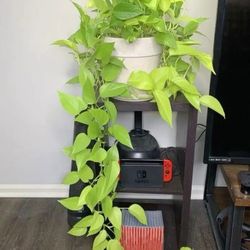 Lush Neon Pothos Plant/ Money Plant/ House Plant/ Indoor Plant Flower Patio Garden  Lemon Lime