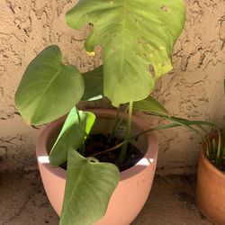 Monstera Plant With Ceramic Pot