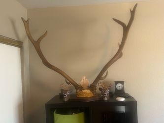 Elk Horns