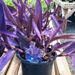 Beautiful Purple Heart Succulent Plants - Tradescantia Pallida 💜🌿