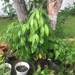 Avocado Tree  