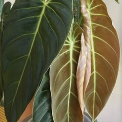 Philodendron Melanochrysum (RARE)