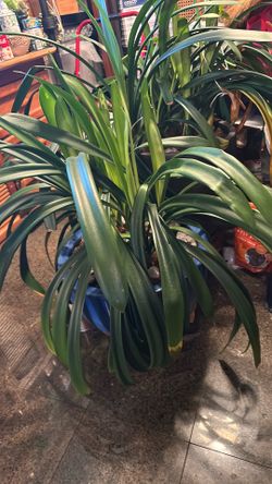 Clivia
