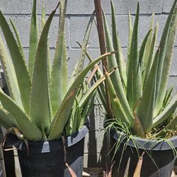 Savilas Grsndes