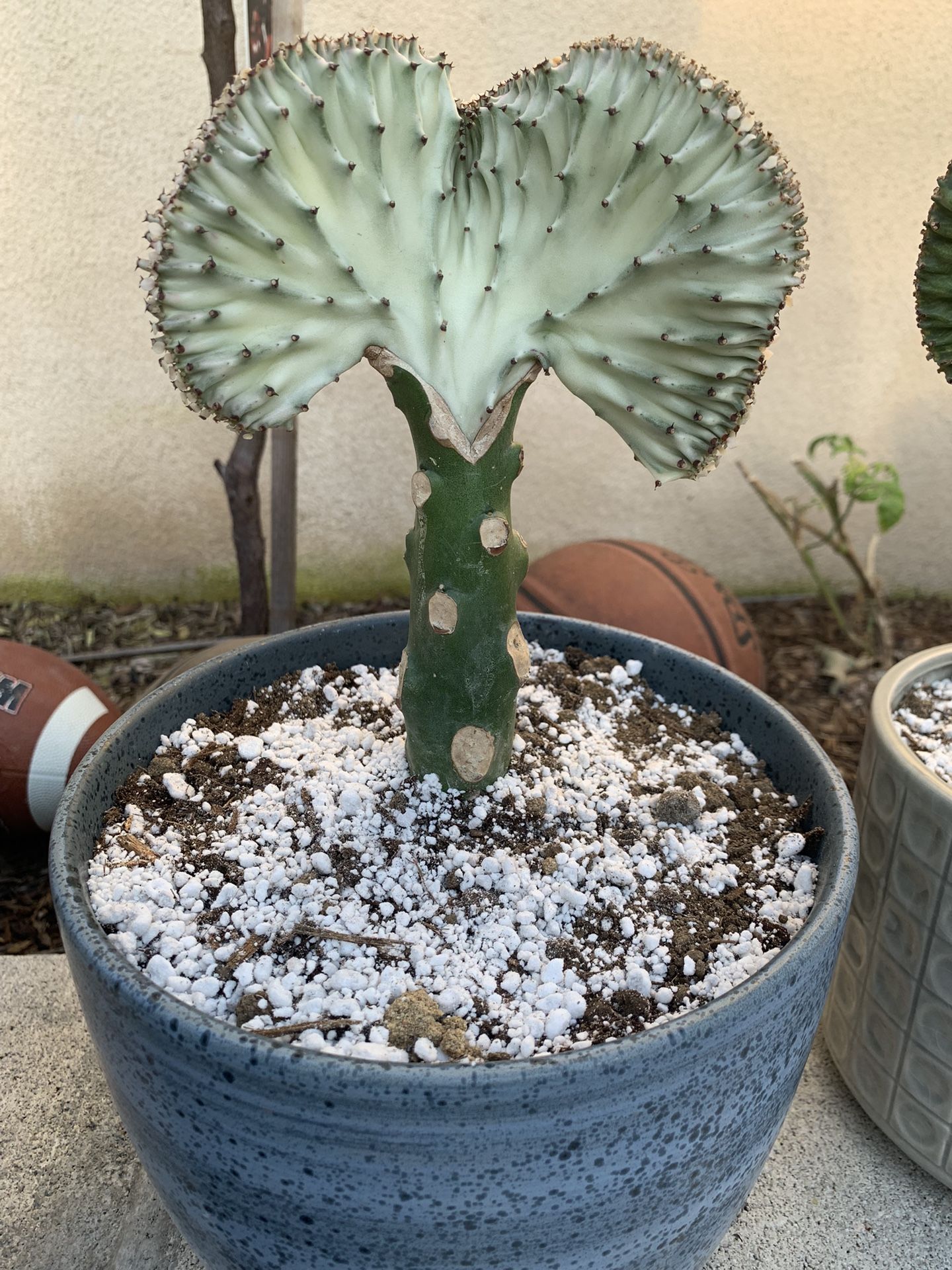 Coral Cactus Plant