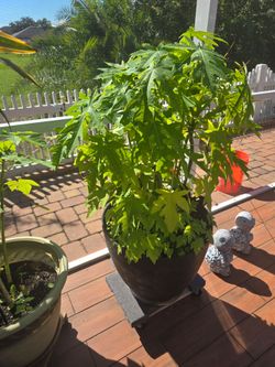 Free Papaya 🌳