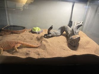 Bearded Dragon Tank