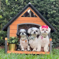 Outdoor Dog House