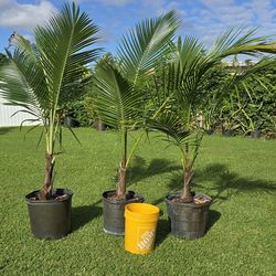 Coconut Palm Tree Plant In Large Pot $40 Each Pot not included, will be bagged.