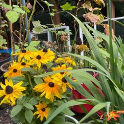 Block-eyed Susan,  Coneflower Beautiful Perennial Plant.Please See Sll Pics.