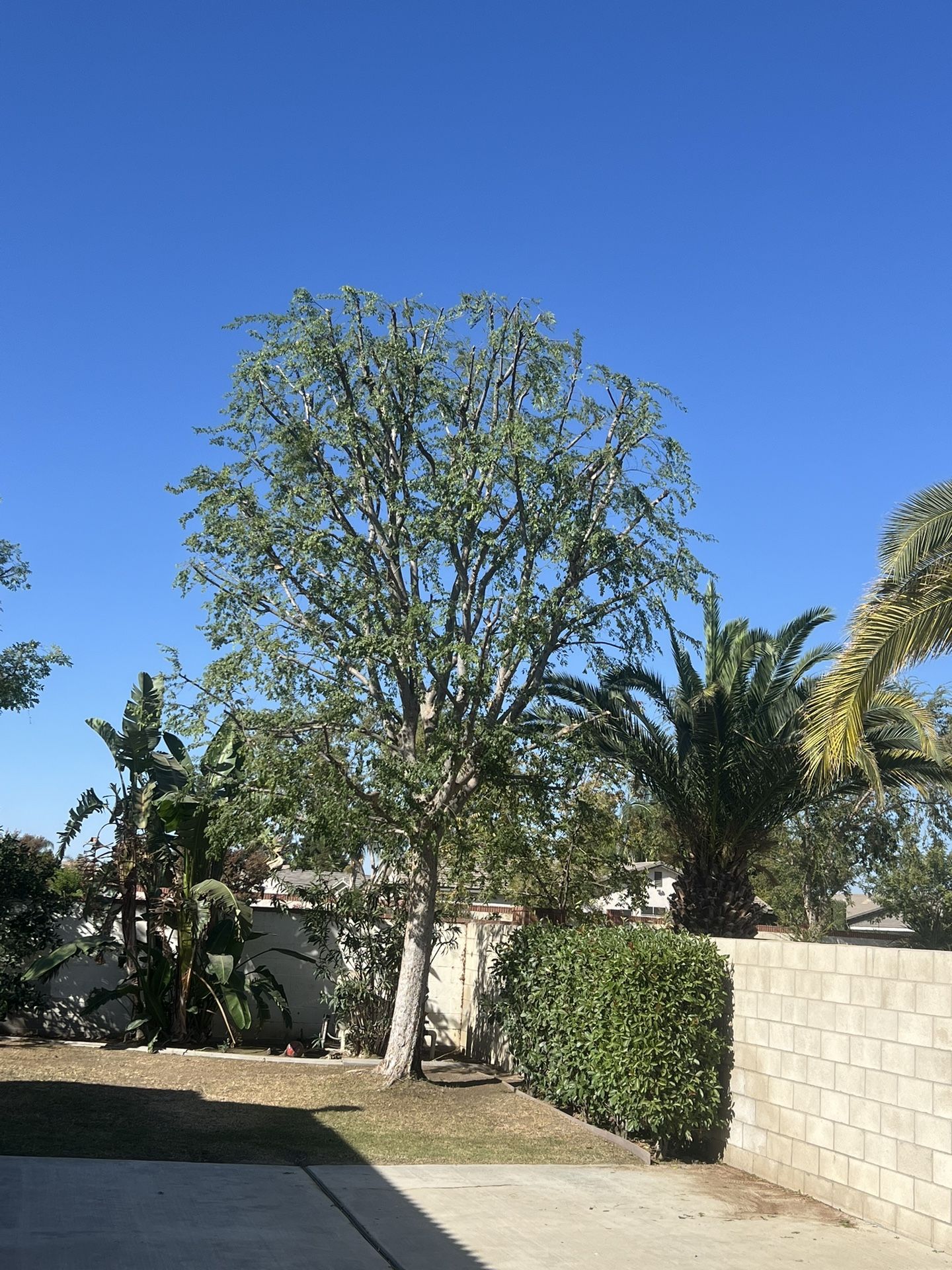 Si Necesita Podar Sus Árboles O Palmas Estamos Ala Orden Estimado Gratis