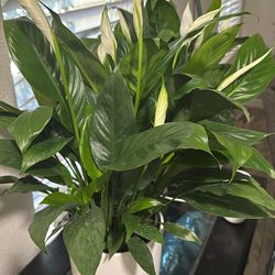 6” Spath (peace Lily)