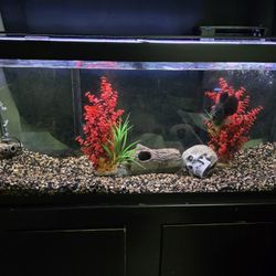 75 Gallon Fish Tank All Included