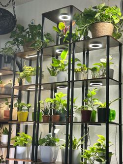 Plants and accessories