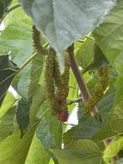 Mulberry plants about