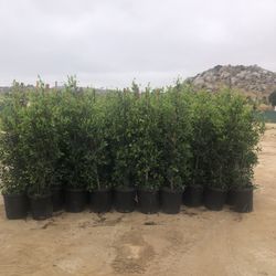Ficus Laurels 