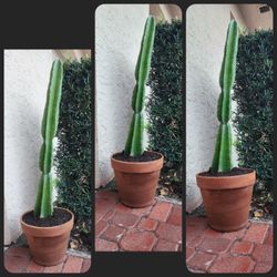 🇵🇪 Peruvian Apple Cactus 🌵.  43" tall with pot. ( 3 feet just cactus) $85 or best offer.  Ceramic Pot
