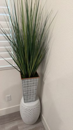 House plant