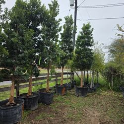 Japanese Blueberry Tree 45gallones 11ft Tall 