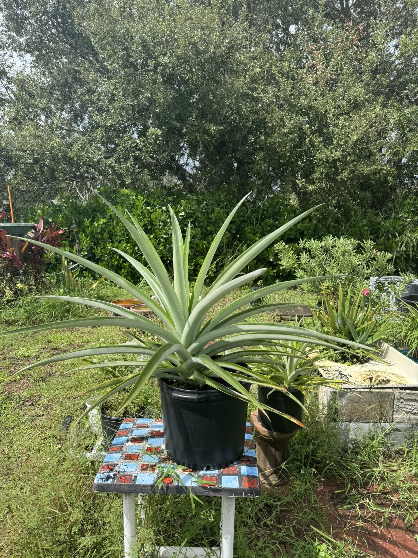 Large Pineapple Plant