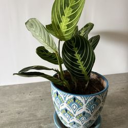 Maranta Lemon Lime Prayer Plant Calathea Live Tropical Houseplant 6" Ceramic Pot