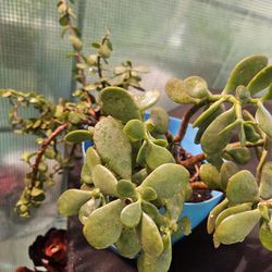 Jade Wirh Other Succulent In 2 Gallon Pot 
