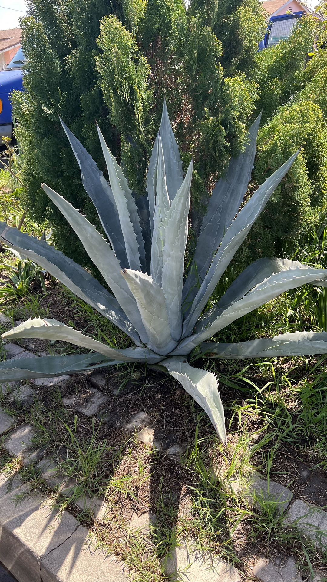 Blue Agave Cactus