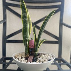 Sansaveria Plant