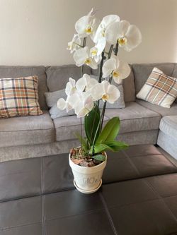 Orquidea