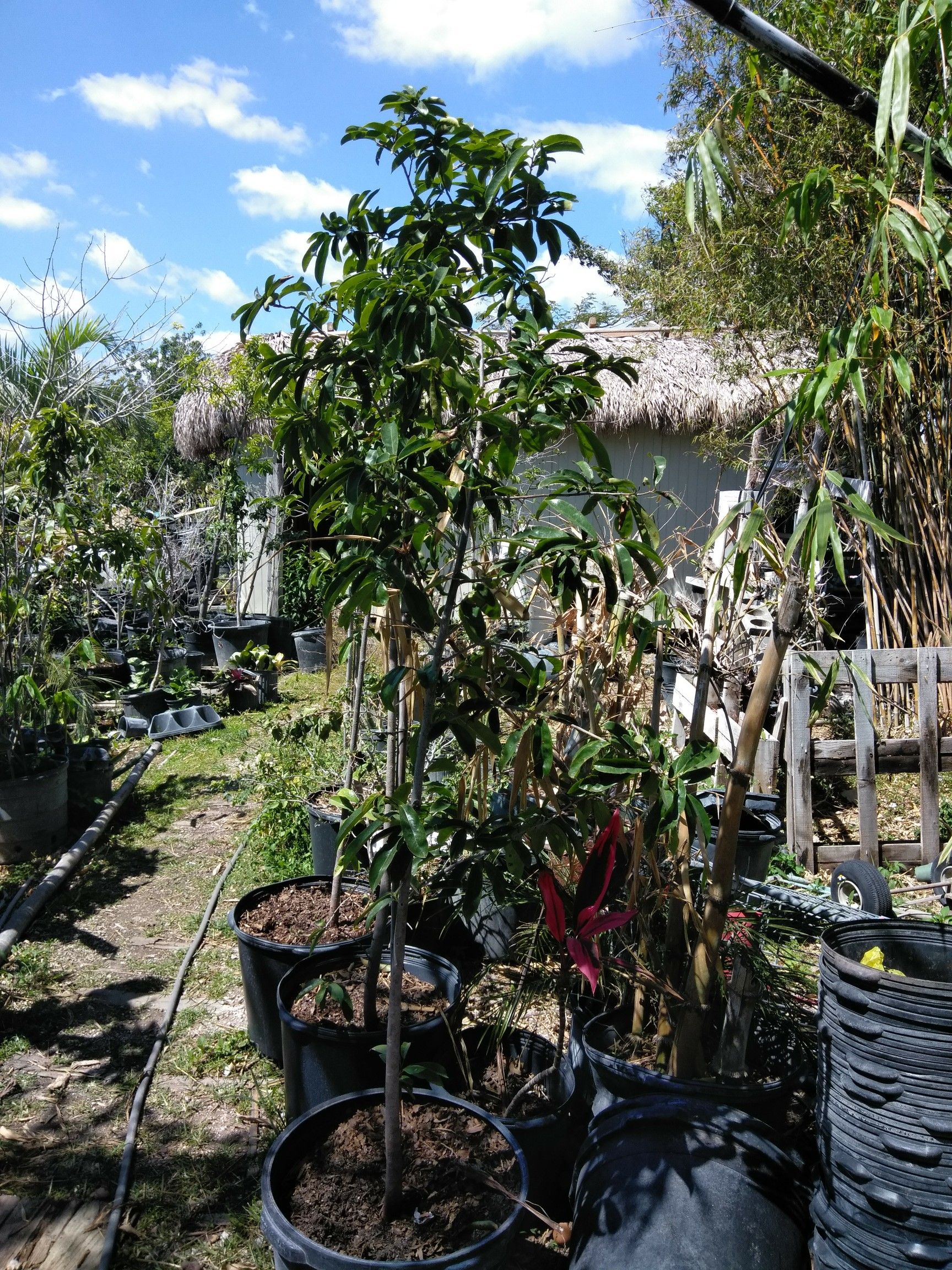 Guanabana/soursop trees