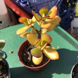 Succulents With Roots