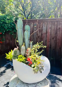One‑of‑a‑kind arrangement of live mixed cactus and succulents within a large sea vessel