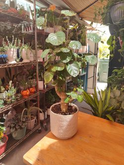 Aralia Fabian Stump Bonsai Tree