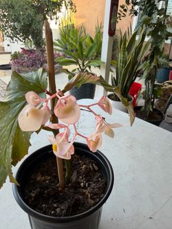 Polka Dot Begonia Maculata Plant