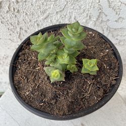 6 Inch Pot Succulent Plant - Crassula Perforata  Mini - Baby's Necklace - Established Plant - Drought Resistant - 🪴