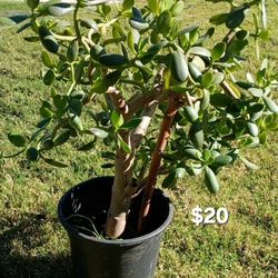 Large Jade Tree In Pot