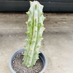 Stenocereus Beneckei Cactus Imported