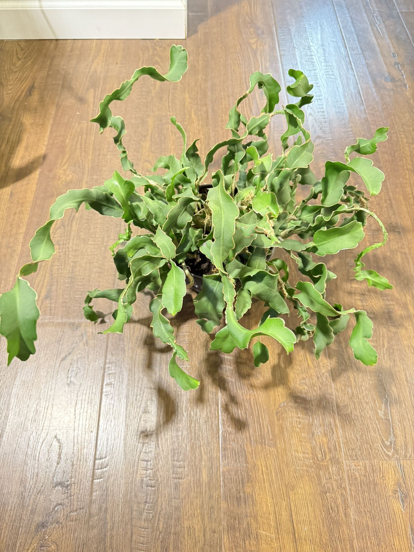 Houseplant Curly Cactus 6” Pot