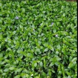 Periwinkle, Creeping Myrtle, Live Plant 