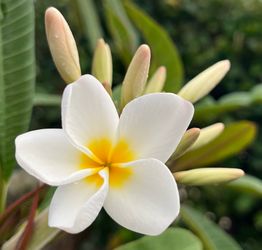 Large Beautiful Plumeria with Flowers